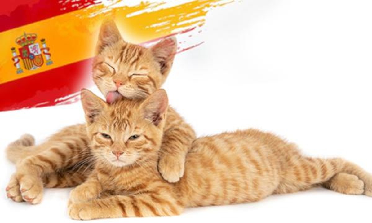 Dog and cat with owner strolling a sunny Spanish street with palm trees