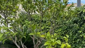 Torrevieja, real estate. Punta Prima area, 3 bedrooms, 107 m² - photo 3